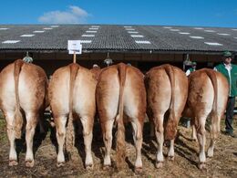 Bedste afkomsgruppe var den efter Ici-Bas