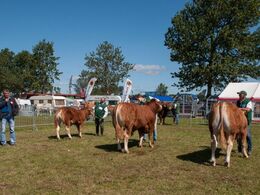 Bedste yngre tyr skal findes