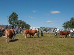 Bedste ældre tyr skal findes