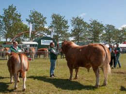Hvilken tyr er den allerbedste? Den unge eller den ældre? Få svaret i galleriet med vinderdyr, eller se videre i dette galleri, som også indeholder Interbreed.