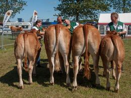 Bedste yngre kvie (tv) blev fundet blandt disse fire kvier