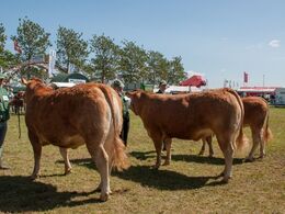 Bedste ældre kvie blev fundet