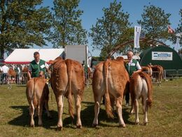Kampen om at blive bedste ko stod mellem disse to prægtige køer