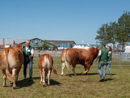 Så gælder det bedste limousinedyr – bedste ko mod bedste tyr