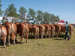 Fra konkurrencen om bedste køddyr