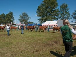 Bedste unge udstiller skal findes