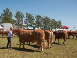 Et mere fra konkurrencen om at blive bedste unge udstiller