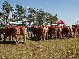 Fra konkurrencen om bedste par
