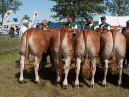 Bedste (tv) og næstbedste (th) par