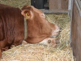 Pyha, efter alle de bedømmelser og konkurrencer kan man godt blive træt…