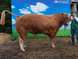 Det er ikke altid let at være fotomodel – man kan blive trængende midt i det hele – eller man kan være utryg ved omgivelserne (limousinerne havde ikke prøvet den blå bagvæg før)