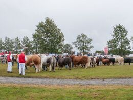 Tid for Interbreed, hvor først den bedste kødkvægstyr skal findes blandt de udstillede racer