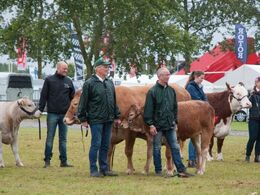 Mens Interbreed for tyrene er i gang, står hundyrene pænt og venter