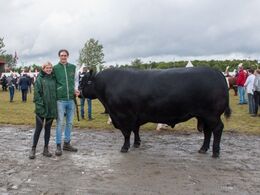 Men hov – hvad har vi her?? Er det en sort limousine?? Nej, det er en Angus-tyr, der bliver ”passet” af hjælpsomme limousinefolk