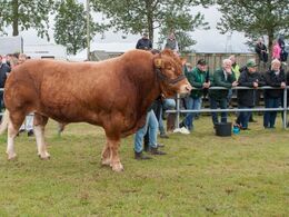 Mens Interbreed for hundyr løb af stablen, stod den nyslåede tyrevinder pænt på sidelinjen og fulgte slagets gang