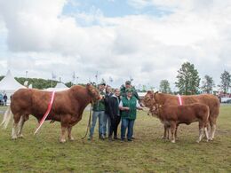 Limousineracen triumferede Landsskuet 2019 ved at vinder Interbreed både for handyr og for hundyr