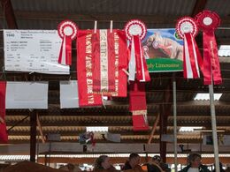 Røde bånd og rosetter i massevis