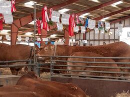 Stemningsbillede fra stalden mod slutningen af Landsskuet 2019