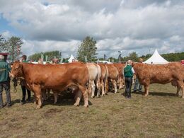 Ærespræmierne skal uddeles - her er limousinerne i venteposition