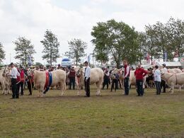 ”C” for charolais – ”de hvide” er nu også kønne