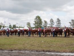 ”H” for Hereford – her klar til at modtage deres ærespræmier