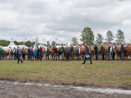 ”L” for limousine – alfabetet bestemmer i hvilken rækkefølge præmierne skal uddeles