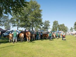 Skønt for både dyr og udstillere endelig at være til Landskue. Efter to aflyste landskuer er det således tre år siden den store ring i Herning sidst blev betrådt.