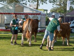 Dernæst de lidt større tyre, som her får den sidste finish. Se holdbilleder af alle tyrene i galleriet ”bedømmelse”.