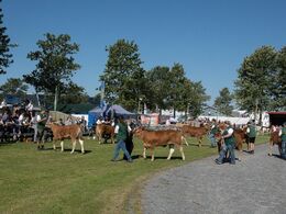Derefter kvierne efter alder. Der var syv i holdet fra 6-8 måneder. Det gælder også for hundyrene, at alle dyrene kan ses pænt på række i galleriet ”bedømmelse”.