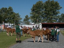 Flere af de små kalve var både udstillet solo og sammen med deres mødre. Måske var det derfor, at de var lidt urolige og at tissetrangen kom over flere af dem.