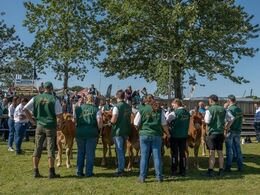 Også fra bagsiden var det et flot syn når dyr og trækkere var stillet op på række