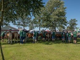 Flere flotte kviehold venter ved rækværket på at det bliver deres tur – alt imens de får allersidste finish inden bedømmelsen