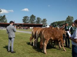 Den franske dommer, Jeremy Desassure (i lysegrå jakke), formåede stort set at placere dyrene direkte i den rigtige rækkefølge uden at der efterfølgende skulle byttes plads