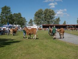 Rundt og rundt det gik, mens dommeren gjorde sig sine notater.