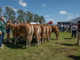 Over middagen fortsatte bedømmelserne i ”Kødkvægsringen”. Når rækkefølgen var fundet, blev placeringerne begrundet – først på fransk, så på engelsk af Olivier Rambert og til sidst oversat til dansk af Lene Black.