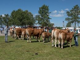 Her bedømmelsen af køer 3-5 år med kalv
