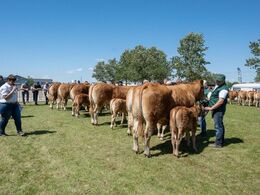 Det største kohold var ”køer over 5 år med kalv” – her stillede 6 sæt til bedømmelse