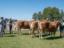 Dommeren var også på hårdt arbejde med holdet af køer mellem 3-5 år