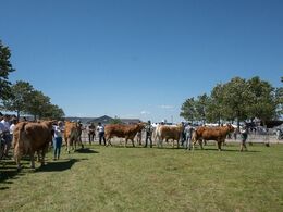 Den sidste bedømmelse torsdag var af de ”gamle” køer over 5 år og uden kalv ved siden. Her var der gensyn med adskillige rutinerede dyrskuekøer, hvoraf den ældste nærmer sig de 14 år.