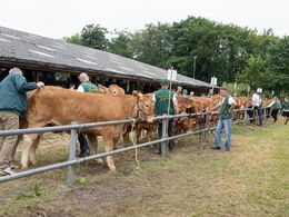 Der skal være minimum tre dyr efter samme tyr for at en gruppe skal deltage i afkomsfremvisningen. I år var der kun dyr på den ene side af bommene, hvilket afspejlede at det samlede antal udstillede limousiner i 2022 var noget mindre end ved sidste Landss