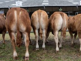 Afkom efter Jipsy MN