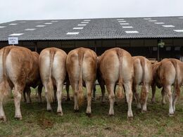 Tredjebedste gruppe var afkommet efter Bresil MN