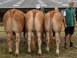 Næstbedste gruppe var afkommet efter Hermes
