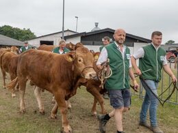 Fredagen handlede dernæst om at finde de allerbedste blandt de bedste limousiner.  Her er tyrene på vej til kødkvægsringen.