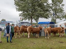 Dommeren tog et indledende kig på tyrene inden de blev sat i bevægelse i ringen