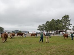 Rundt og rundt det gik for de seks holdvindere fra den indledende bedømmelse af tyrene