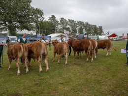 Her ses de seks yngre tyre på række med den yngste til venstre og den ældste længst til højre. Tyren længst til højre blev bedste yngre tyr – se billede af ham i galleriet med alle vinderdyrene i.