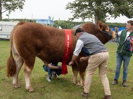 Det var ikke svært at blive bedste ældre tyr – der var kun én i kategorien, nemlig Skovlyst Ohio. Da bedste yngre og bedste ældre tyr konkurrerede om at blive bedste handyr, løb Skovlyst Ohio med sejren og gik derfor videre til Interbreed-konkurrencen lør