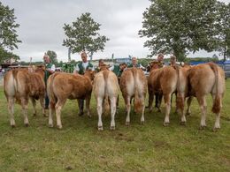 I bedste yngre kvie konkurrencen deltog disse seks flotte kvier