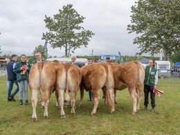 Derefter skulle bedste ældre kvie findes blandt disse fire prægtige dyr – det blev kvien helt til venstre – se billede af hende i galleriet med vinderdyr